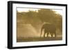 African Elephant (Loxodonta africana) two immatures, kicking up dust in dry riverbed, Etosha-Shem Compion-Framed Photographic Print