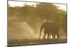 African Elephant (Loxodonta africana) two immatures, kicking up dust in dry riverbed, Etosha-Shem Compion-Mounted Photographic Print