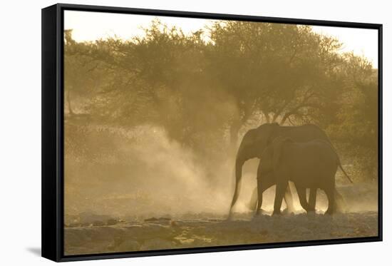 African Elephant (Loxodonta africana) two immatures, kicking up dust in dry riverbed, Etosha-Shem Compion-Framed Stretched Canvas