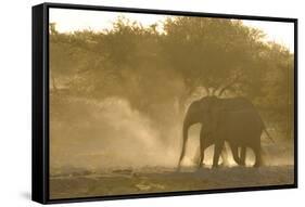 African Elephant (Loxodonta africana) two immatures, kicking up dust in dry riverbed, Etosha-Shem Compion-Framed Stretched Canvas