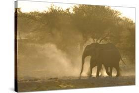 African Elephant (Loxodonta africana) two immatures, kicking up dust in dry riverbed, Etosha-Shem Compion-Stretched Canvas