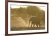 African Elephant (Loxodonta africana) two immatures, kicking up dust in dry riverbed, Etosha-Shem Compion-Framed Photographic Print
