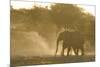 African Elephant (Loxodonta africana) two immatures, kicking up dust in dry riverbed, Etosha-Shem Compion-Mounted Photographic Print