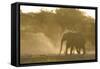 African Elephant (Loxodonta africana) two immatures, kicking up dust in dry riverbed, Etosha-Shem Compion-Framed Stretched Canvas