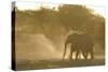 African Elephant (Loxodonta africana) two immatures, kicking up dust in dry riverbed, Etosha-Shem Compion-Stretched Canvas