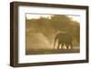 African Elephant (Loxodonta africana) two immatures, kicking up dust in dry riverbed, Etosha-Shem Compion-Framed Photographic Print