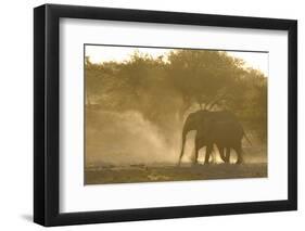 African Elephant (Loxodonta africana) two immatures, kicking up dust in dry riverbed, Etosha-Shem Compion-Framed Photographic Print