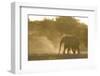 African Elephant (Loxodonta africana) two immatures, kicking up dust in dry riverbed, Etosha-Shem Compion-Framed Photographic Print