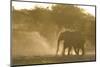 African Elephant (Loxodonta africana) two immatures, kicking up dust in dry riverbed, Etosha-Shem Compion-Mounted Photographic Print