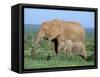 African Elephant (Loxodonta Africana) with Calf, Addo National Park, South Africa, Africa-Steve & Ann Toon-Framed Stretched Canvas