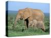 African Elephant (Loxodonta Africana) with Calf, Addo National Park, South Africa, Africa-Steve & Ann Toon-Stretched Canvas