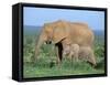 African Elephant (Loxodonta Africana) with Calf, Addo National Park, South Africa, Africa-Steve & Ann Toon-Framed Stretched Canvas