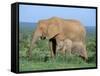 African Elephant (Loxodonta Africana) with Calf, Addo National Park, South Africa, Africa-Steve & Ann Toon-Framed Stretched Canvas