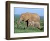 African Elephant (Loxodonta Africana) with Calf, Addo National Park, South Africa, Africa-Steve & Ann Toon-Framed Photographic Print