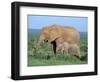 African Elephant (Loxodonta Africana) with Calf, Addo National Park, South Africa, Africa-Steve & Ann Toon-Framed Photographic Print