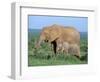 African Elephant (Loxodonta Africana) with Calf, Addo National Park, South Africa, Africa-Steve & Ann Toon-Framed Photographic Print