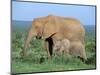 African Elephant (Loxodonta Africana) with Calf, Addo National Park, South Africa, Africa-Steve & Ann Toon-Mounted Photographic Print