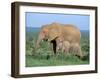 African Elephant (Loxodonta Africana) with Calf, Addo National Park, South Africa, Africa-Steve & Ann Toon-Framed Photographic Print