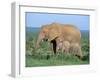 African Elephant (Loxodonta Africana) with Calf, Addo National Park, South Africa, Africa-Steve & Ann Toon-Framed Photographic Print