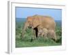 African Elephant (Loxodonta Africana) with Calf, Addo National Park, South Africa, Africa-Steve & Ann Toon-Framed Photographic Print