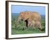 African Elephant (Loxodonta Africana) with Calf, Addo National Park, South Africa, Africa-Steve & Ann Toon-Framed Photographic Print