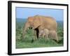 African Elephant (Loxodonta Africana) with Calf, Addo National Park, South Africa, Africa-Steve & Ann Toon-Framed Photographic Print