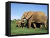 African Elephant, Loxodonta Africana, with Calf, Addo National Park, South Africa, Africa-Ann & Steve Toon-Framed Stretched Canvas