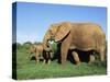 African Elephant, Loxodonta Africana, with Calf, Addo National Park, South Africa, Africa-Ann & Steve Toon-Stretched Canvas