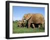 African Elephant, Loxodonta Africana, with Calf, Addo National Park, South Africa, Africa-Ann & Steve Toon-Framed Photographic Print