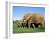 African Elephant, Loxodonta Africana, with Calf, Addo National Park, South Africa, Africa-Ann & Steve Toon-Framed Photographic Print