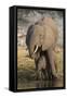 African elephant (Loxodonta africana) with calf drinking, Chobe National Park, Botswana-Ann and Steve Toon-Framed Stretched Canvas