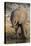 African elephant (Loxodonta africana) with calf drinking, Chobe National Park, Botswana-Ann and Steve Toon-Stretched Canvas