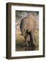 African elephant (Loxodonta africana) with calf drinking, Chobe National Park, Botswana-Ann and Steve Toon-Framed Photographic Print