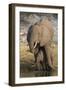 African elephant (Loxodonta africana) with calf drinking, Chobe National Park, Botswana-Ann and Steve Toon-Framed Photographic Print