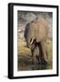 African elephant (Loxodonta africana) with calf drinking, Chobe National Park, Botswana-Ann and Steve Toon-Framed Photographic Print