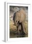 African elephant (Loxodonta africana) with calf drinking, Chobe National Park, Botswana-Ann and Steve Toon-Framed Photographic Print