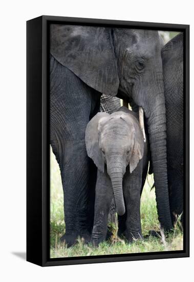 African Elephant (Loxodonta Africana) with its Calf in a Forest, Tarangire National Park, Tanzania-null-Framed Stretched Canvas