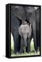 African Elephant (Loxodonta Africana) with its Calf in a Forest, Tarangire National Park, Tanzania-null-Framed Stretched Canvas