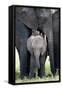 African Elephant (Loxodonta Africana) with its Calf in a Forest, Tarangire National Park, Tanzania-null-Framed Stretched Canvas