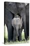 African Elephant (Loxodonta Africana) with its Calf in a Forest, Tarangire National Park, Tanzania-null-Stretched Canvas