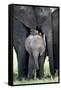 African Elephant (Loxodonta Africana) with its Calf in a Forest, Tarangire National Park, Tanzania-null-Framed Stretched Canvas