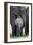 African Elephant (Loxodonta Africana) with its Calf in a Forest, Tarangire National Park, Tanzania-null-Framed Premium Photographic Print