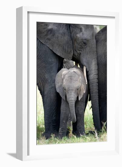 African Elephant (Loxodonta Africana) with its Calf in a Forest, Tarangire National Park, Tanzania-null-Framed Premium Photographic Print