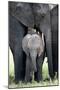 African Elephant (Loxodonta Africana) with its Calf in a Forest, Tarangire National Park, Tanzania-null-Mounted Premium Photographic Print