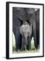 African Elephant (Loxodonta Africana) with its Calf in a Forest, Tarangire National Park, Tanzania-null-Framed Premium Photographic Print