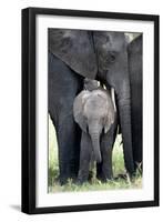 African Elephant (Loxodonta Africana) with its Calf in a Forest, Tarangire National Park, Tanzania-null-Framed Photographic Print