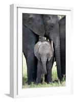 African Elephant (Loxodonta Africana) with its Calf in a Forest, Tarangire National Park, Tanzania-null-Framed Photographic Print