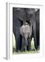 African Elephant (Loxodonta Africana) with its Calf in a Forest, Tarangire National Park, Tanzania-null-Framed Photographic Print