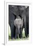 African Elephant (Loxodonta Africana) with its Calf in a Forest, Tarangire National Park, Tanzania-null-Framed Photographic Print