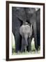 African Elephant (Loxodonta Africana) with its Calf in a Forest, Tarangire National Park, Tanzania-null-Framed Photographic Print